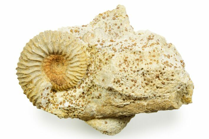 Jurassic Ammonite (Garantiana) Fossil - Évrecy, France #367729